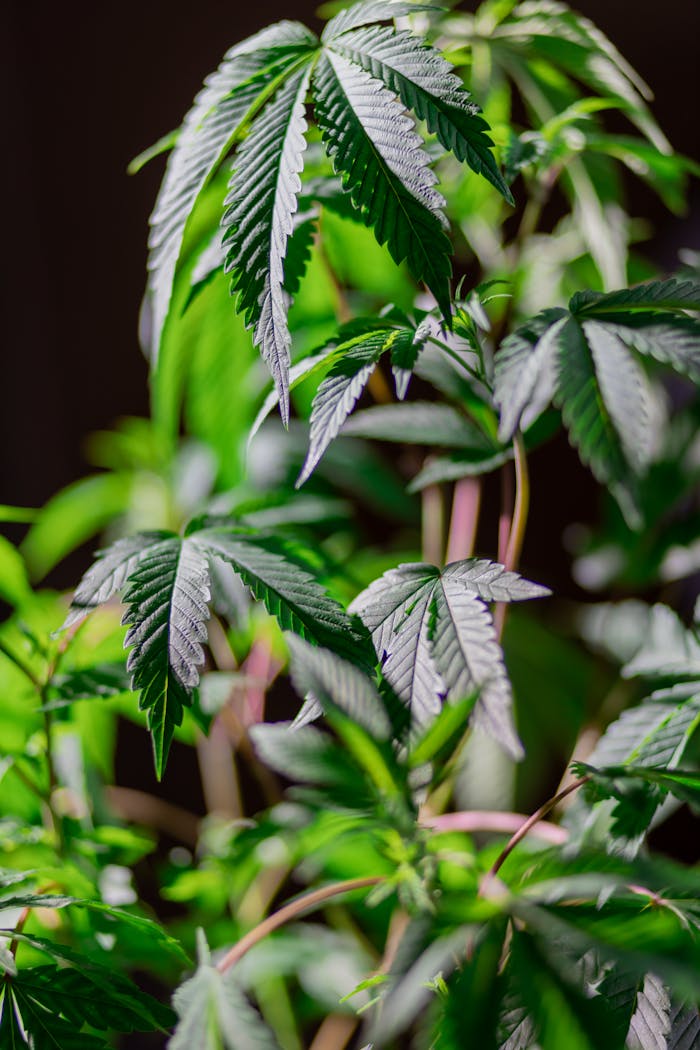 Close-up of vibrant cannabis plants highlighting their lush green leaves.